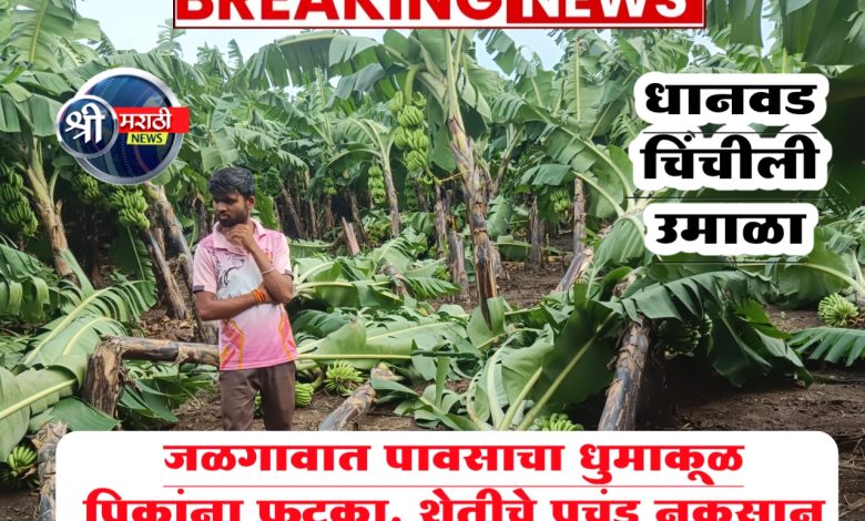 जळगावात पावसाचा धुमाकूळ ; पिकांना फटका, शेतीचे प्रचंड नुकसान जळगावात पावसाचा धुमाकूळ ; पिकांना फटका, शेतीचे प्रचंड नुकसान