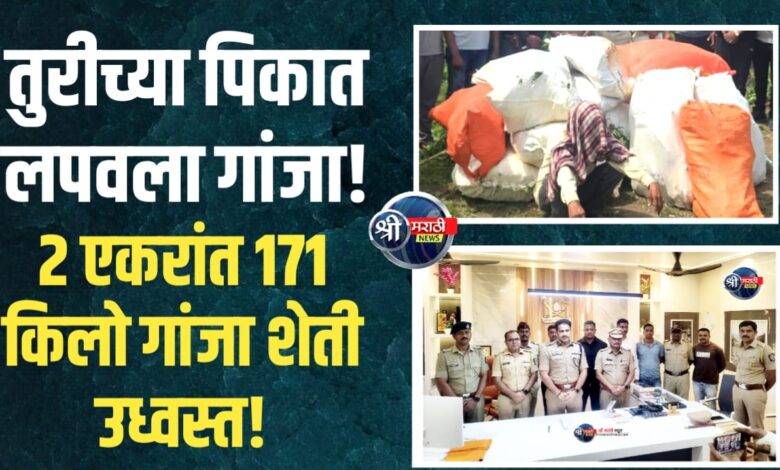 रावेरचा धडाका! 2 एकरांत 171 किलो ‘गांजा शेती’ पोलिसांनी उध्वस्त केली! रावेरचा धडाका! 2 एकरांत 171 किलो ‘गांजा शेती’ पोलिसांनी उध्वस्त केली!